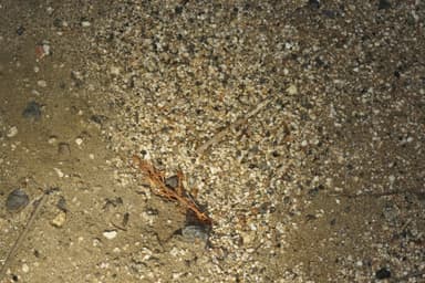 Myrmecocystus testaceus photo 15