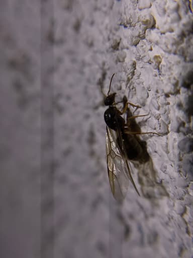 Myrmecocystus testaceus — queen photo 17