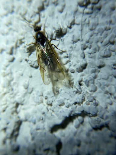 Myrmecocystus testaceus — queen photo 18
