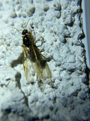 Myrmecocystus testaceus — queen photo 19