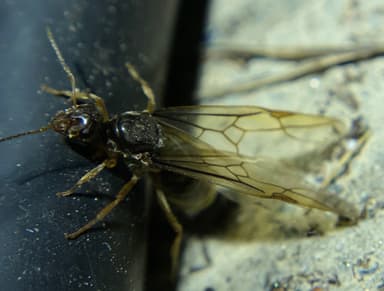 Myrmecocystus testaceus — queen photo 20