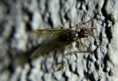 Myrmecocystus testaceus — queen photo 21