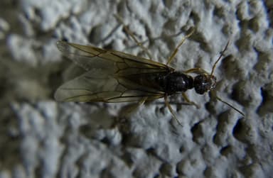 Myrmecocystus testaceus — queen photo 22