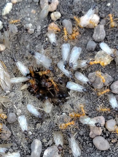 Myrmecocystus testaceus photo 23