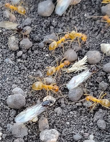Myrmecocystus testaceus photo 25