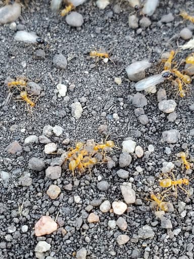 Myrmecocystus testaceus photo 26