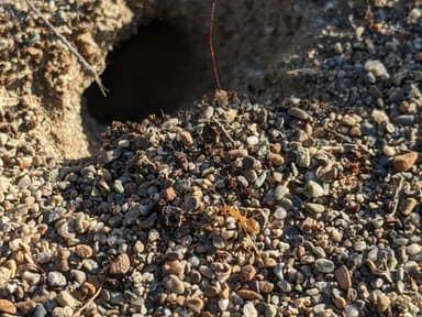 Myrmecocystus testaceus photo 30