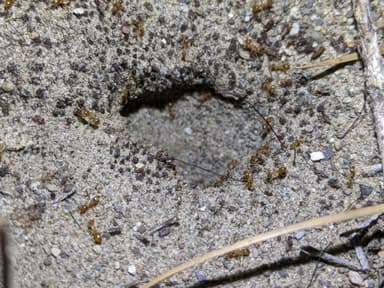 Myrmecocystus testaceus photo 31