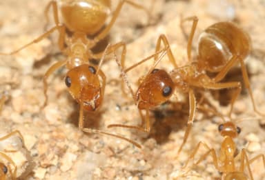 Myrmecocystus testaceus photo 35