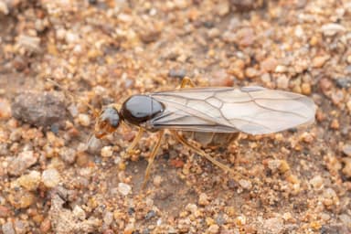 Myrmecocystus testaceus photo 43