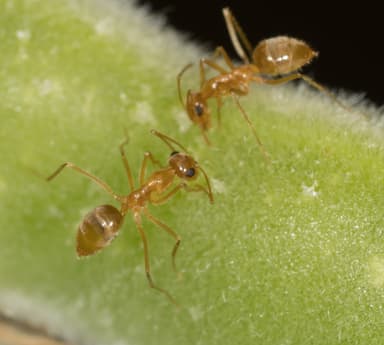 Myrmecocystus testaceus photo 54