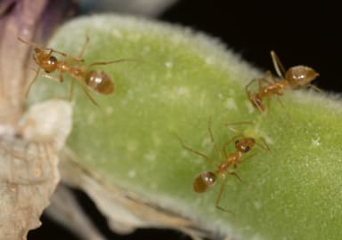 Myrmecocystus testaceus photo 55