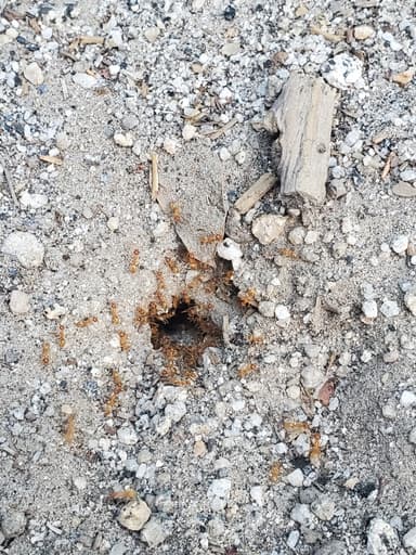 Myrmecocystus testaceus photo 58