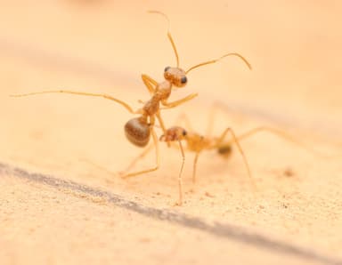 Myrmecocystus testaceus photo 60