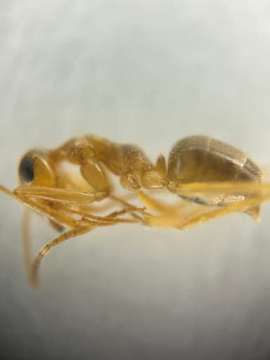 Myrmecocystus testaceus photo 61