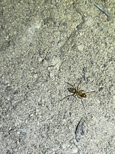 Myrmecocystus testaceus photo 62