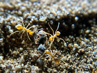 Myrmecocystus testaceus photo 70