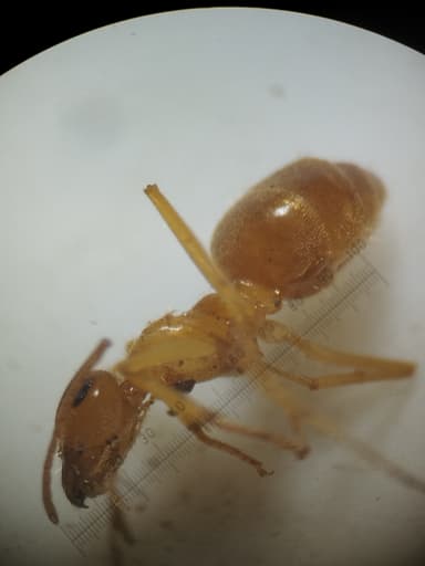 Myrmecocystus testaceus photo 74