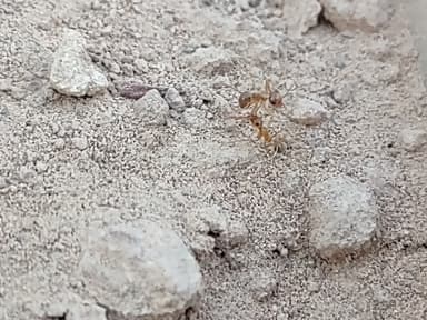 Myrmecocystus testaceus — worker photo 77