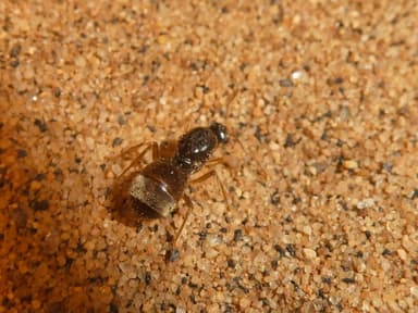 Myrmecocystus testaceus photo 82
