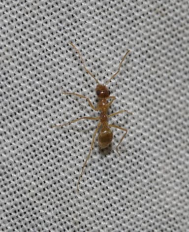 Myrmecocystus testaceus photo 85