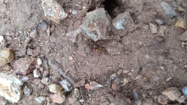 Myrmecocystus testaceus — colony photo 92