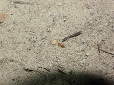 Myrmecocystus testaceus photo 95