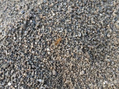 Myrmecocystus testaceus photo 98