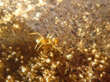 Myrmecocystus testaceus photo 118