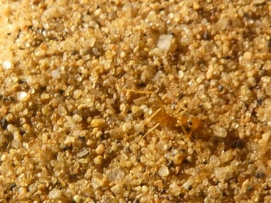 Myrmecocystus testaceus photo 119