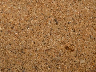 Myrmecocystus testaceus photo 121