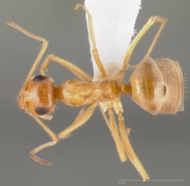 Myrmecocystus testaceus — queen photo 3