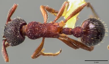 Myrmica americana photo 7