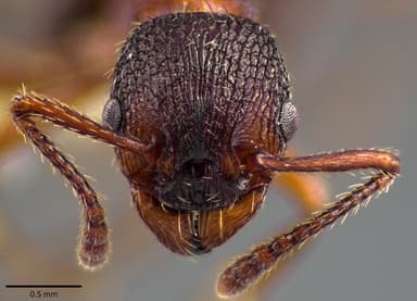 Myrmica americana photo 8