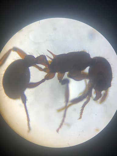 Myrmica americana photo 10