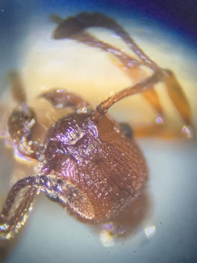 Myrmica americana photo 11