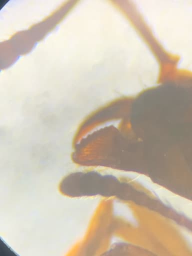 Myrmica americana photo 12