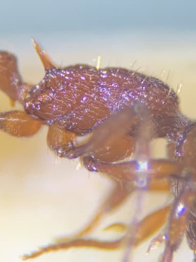 Myrmica americana photo 14