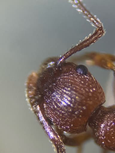 Myrmica americana photo 16
