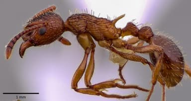 Myrmica americana photo 18