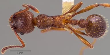 Myrmica americana photo 19