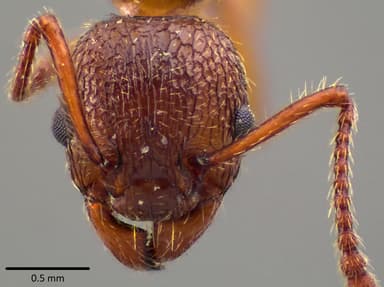 Myrmica americana photo 20