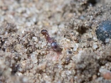 Myrmica americana photo 21