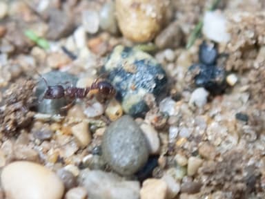 Myrmica americana photo 22