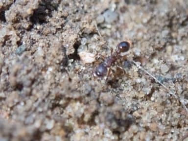 Myrmica americana photo 23