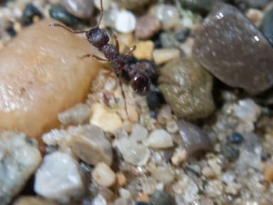 Myrmica americana photo 24