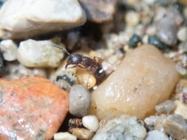 Myrmica americana photo 26