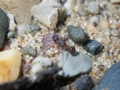 Myrmica americana photo 27