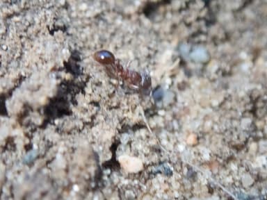 Myrmica americana photo 28