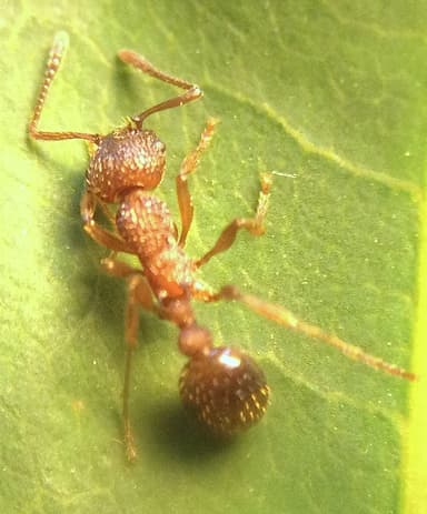 Myrmica americana photo 29